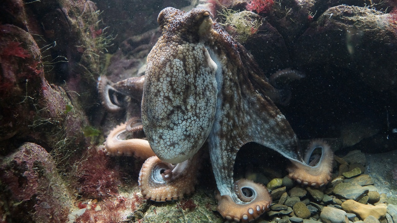 Warum sind oktopus kuscheltiere so beliebt bei kindern?