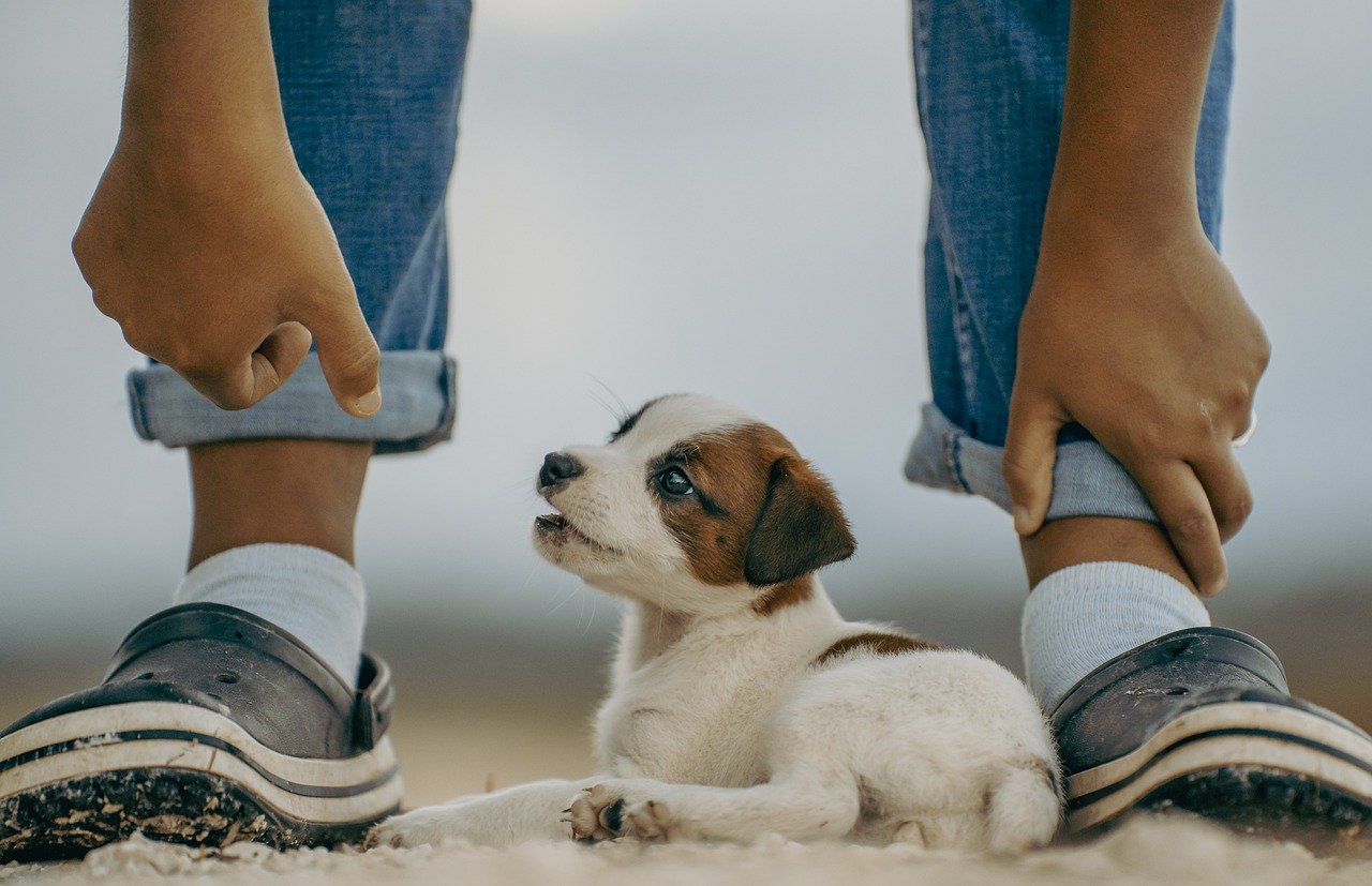 entdecken sie die faszinierende welt der haustiere! informieren sie sich über die besten tipps zur pflege, ernährung und erziehung ihrer geliebten tiere. werden sie zum experten für ihr haustier!