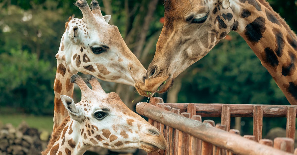 entdecken sie unsere elterng coaching-programme, die ihnen helfen, die herausforderungen der erziehung zu meistern. lassen sie sich von experten unterstützen und lernen sie effektive strategien, um das familienleben harmonischer zu gestalten.