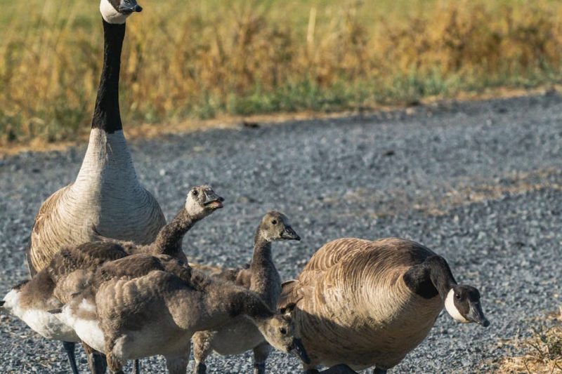 Elterngruppen: Vorteile und Herausforderungen für Eltern in der Gemeinschaft